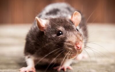 Ratten en muizen in Nederland steeds vaker resistent tegen gif