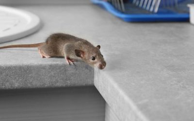 Bestrijding van muizen en ratten vanaf januari 2023 ingewikkelder