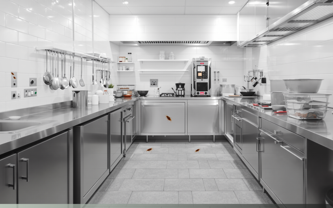 Waarom een schone keuken kakkerlakken niet altijd stopt