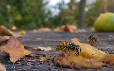Waarom wespen in september aggressiever kunnen zijn dan hoogzomer